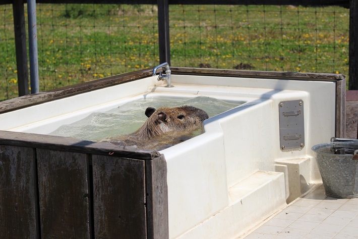 ダチョウ王国 袖ケ浦ファーム カピバラの水浴び