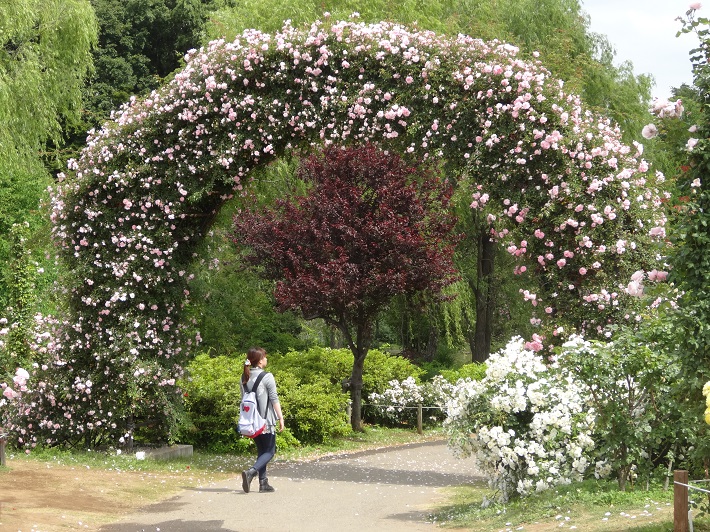京成バラ園 バラ園大アーチ