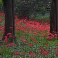 彼岸花まつり