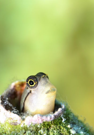 カエルウオの仲間