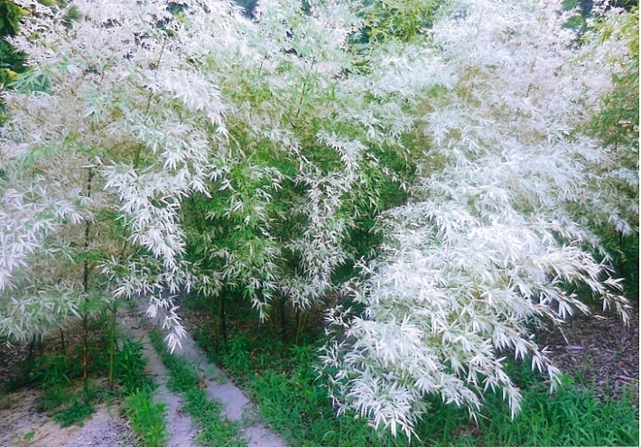竹林は秋にかけて白さを増す